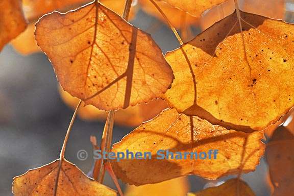 winter leaves 1 graphic